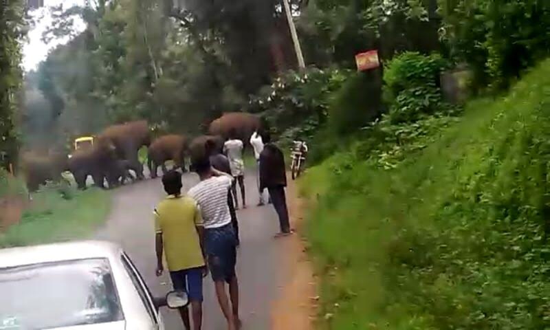 ಸಿದ್ದಾಪುರ-ವೀರಾಜಪೇಟೆ ರಸ್ತೆಯಲ್ಲಿ ಕಾಡಾನೆಗಳ ಸಂಚಾರ